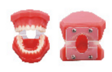Teeth Models